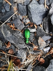 Cicindela denikei