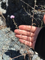 Lessingia micradenia