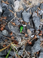 Cicindela denikei