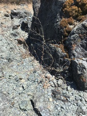 Lessingia micradenia