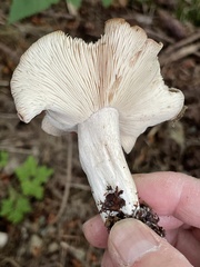Gerhardtia