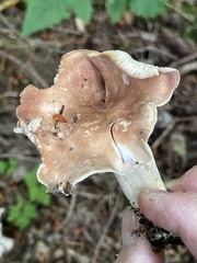 Gerhardtia
