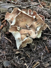 Gerhardtia