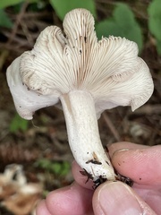 Gerhardtia