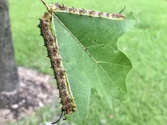 Anisota pellucida