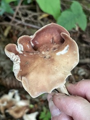Gerhardtia