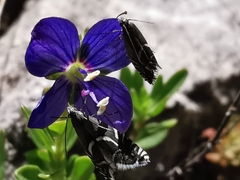 Glyphipterix gianelliella