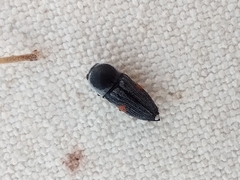 Paratyndaris acaciae