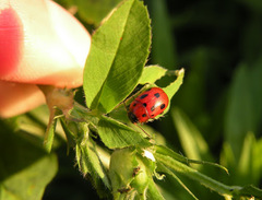 Gonioctena fornicata