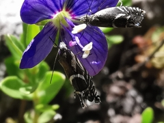Glyphipterix gianelliella