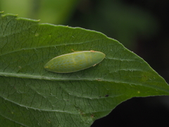 Petalocephala