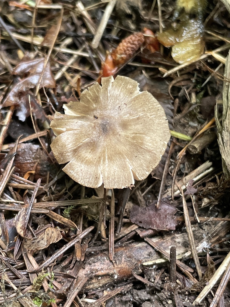Entoloma transvenosum