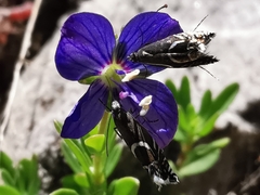 Glyphipterix gianelliella