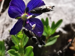 Glyphipterix gianelliella