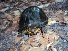 Kinosternon scorpioides
