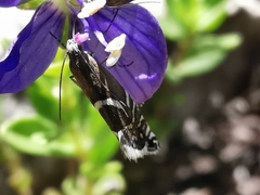 Glyphipterix gianelliella