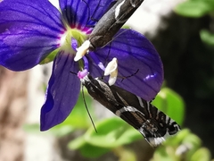 Glyphipterix gianelliella
