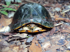 Kinosternon scorpioides