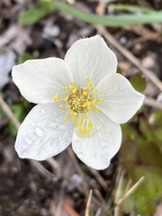 Anemone parviflora