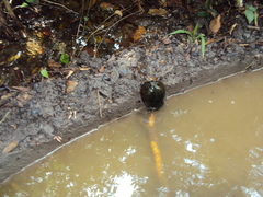 Kinosternon scorpioides