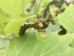 Anisota pellucida