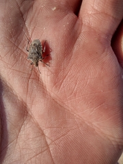 Prionosoma podopioides