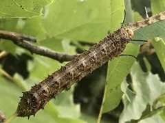 Anisota pellucida
