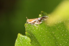 Liburniella ornata