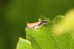 Liburniella ornata
