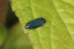 Limotettix anthracinus
