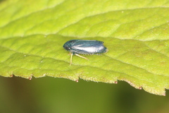 Limotettix anthracinus