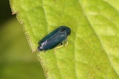 Limotettix anthracinus