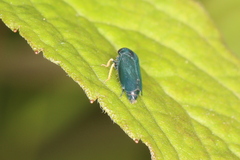 Limotettix anthracinus