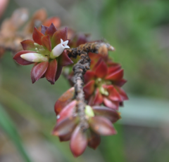 Disterigma panamense