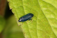 Limotettix anthracinus