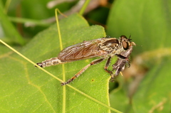 Anacampsis lupinella