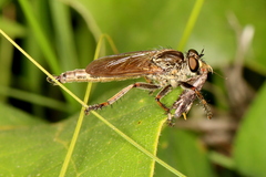 Anacampsis lupinella