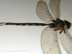 Gynacantha subinterrupta