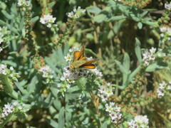 Ochlodes agricola