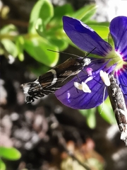 Glyphipterix gianelliella