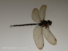 Gynacantha subinterrupta