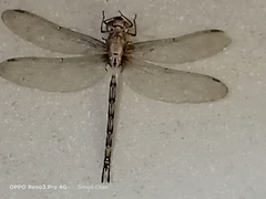 Gynacantha subinterrupta