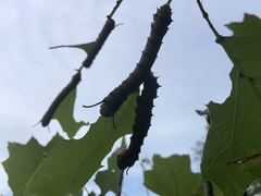 Anisota pellucida