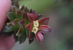 Disterigma panamense