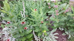Asclepias syriaca