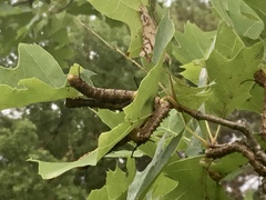 Anisota pellucida