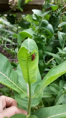 Asclepias syriaca