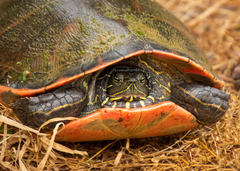 Pseudemys rubriventris