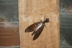 Neoneuromus maclachlani