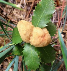 Heteroecus dasydactyli